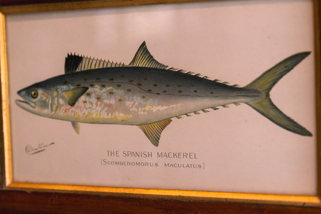 Framed Spanish Mackerel Coastal Print