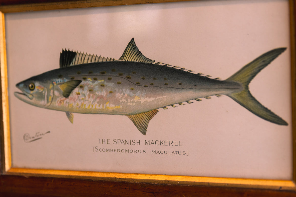 Framed Spanish Mackerel Coastal Print