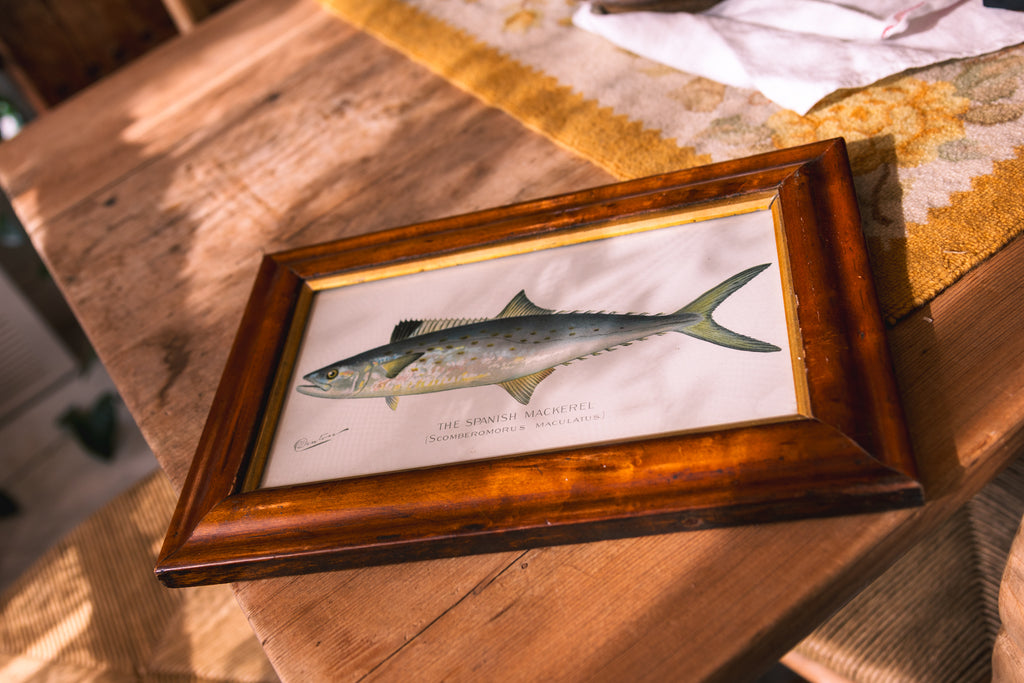Framed Spanish Mackerel Coastal Print